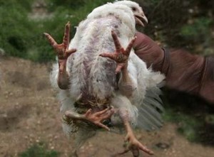 A deformed chicken