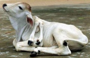 a-deformed-cow