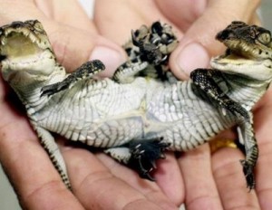 A deformed crocodile