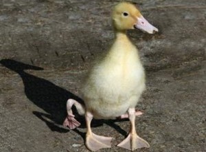 a-deformed-duckling