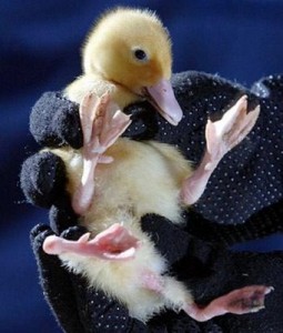 a-deformed-duckling2
