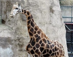 a-deformed-giraffe