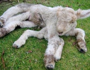 a-deformed-lamb
