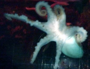 a-deformed-octopus