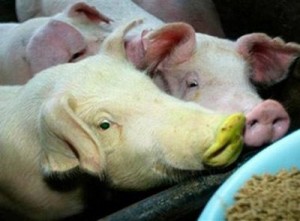 Deformed pigs