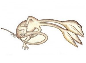 a-deformed-reptile-fossil
