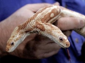 a-deformed-snake