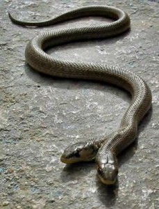 a-deformed-snake2