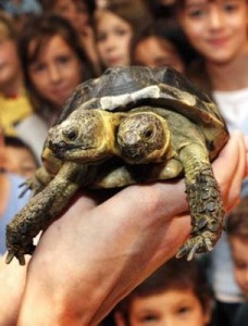 Deformed tortoises