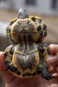 deformed-tortoises2