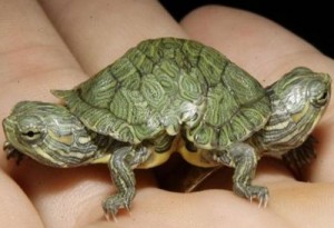deformed-tortoises3