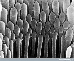 hair cell in the ear
