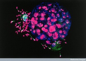 human embryo and sperm
