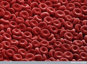 red blood cells