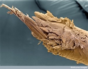 split end of human hair