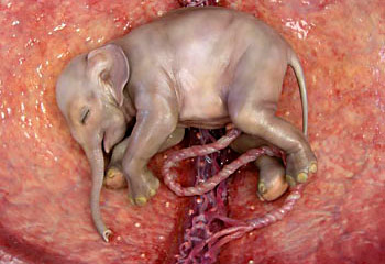 Animals inside the womb | Amazing News