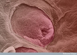 tongue with taste bud