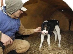 two-deformed-calves