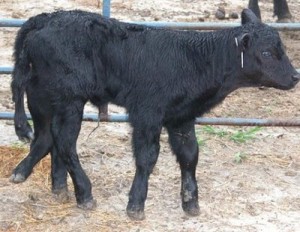 two-deformed-calves2