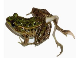 Two deformed frogs