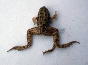 A deformed frog