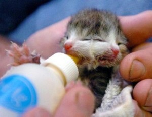 two-deformed-kittens