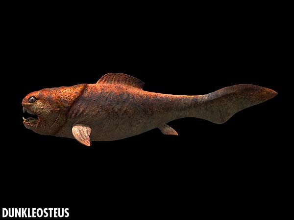 dunkleosteus. Dunkleosteus looked like the
