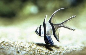 Banggai Cardinalfish (Pterapogon kauderni)