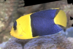 Bicolor Angelfish (Centropyge bicolor)