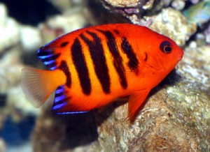 Flame Angelfish (Centropyge loriculus)