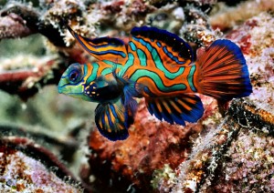 Green Mandarin