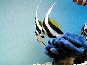 Heniochus Butterfly fish (Heniochus acuminatus)