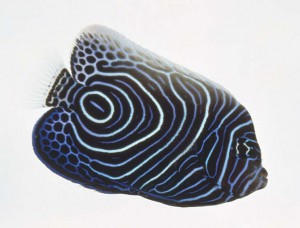 Imperator Angelfish (Pomacanthus imperator)