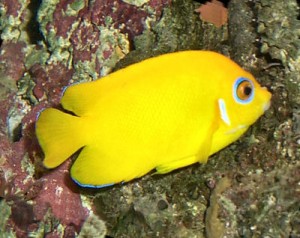 Lemon Peel Angelfish (Centropyge flavissimus)