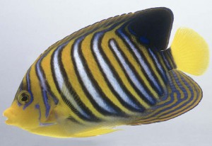 Regal Angelfish (Pygoplites diacanthus)