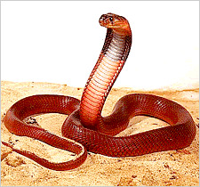 Spitting Cobra