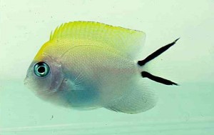 Swallowtail Angelfish (Genicanthus melanospilus)